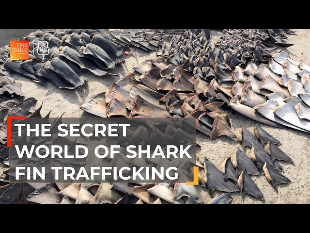 Tracing the illicit trail to shark fin soup | The Take