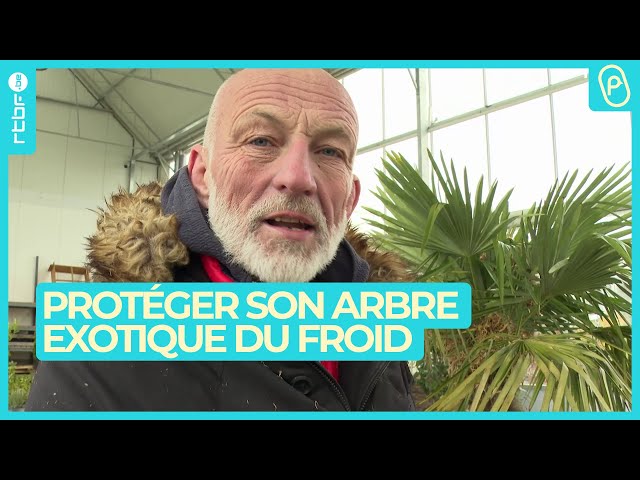 Comment protéger son arbre exotique ? - On n'est pas des Pigeons