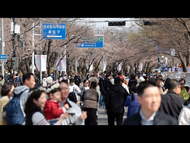 서울 역대 다섯 번째 이른 벚꽃…오늘 23도 고온현상 / 연합뉴스TV (YonhapnewsTV)