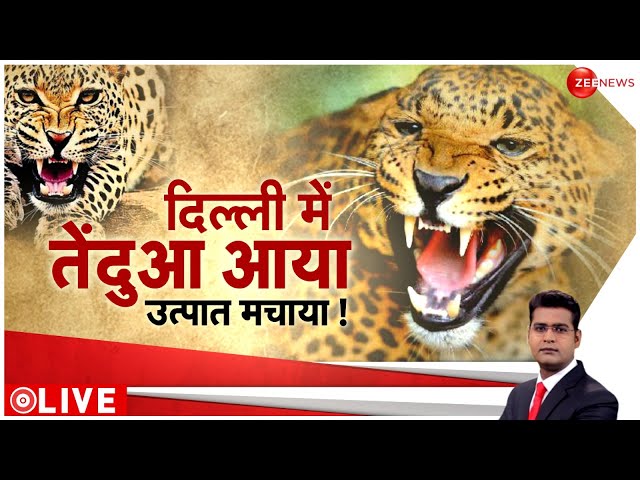 दिल्ली-NCR में तेंदुओं से दहशत! | Leopard Seen In Delhi | Hindi News | Video | Delhi News