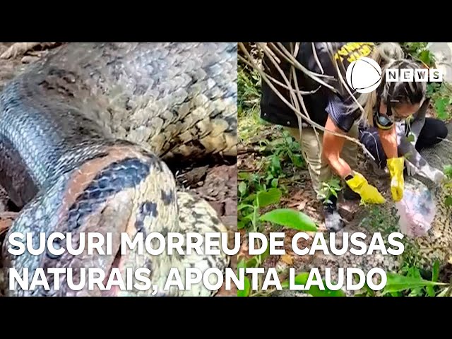 Perícia aponta que maior sucuri do mundo morreu de causa natural