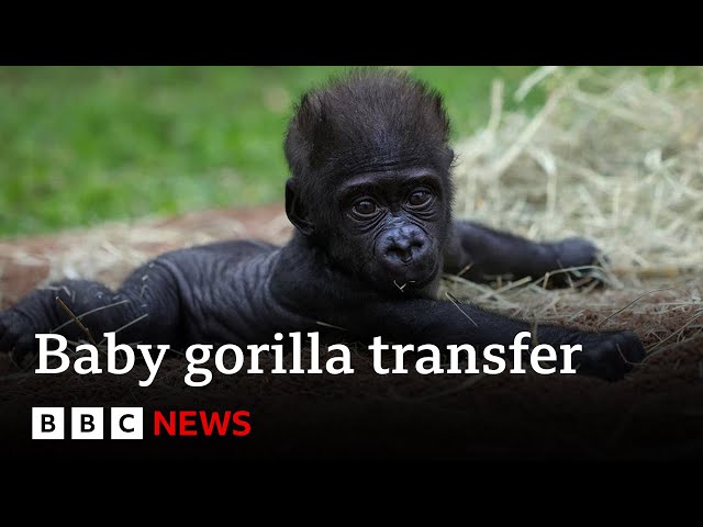 Baby gorilla 'Jameela' on a journey to find a surrogate mum | BBC News