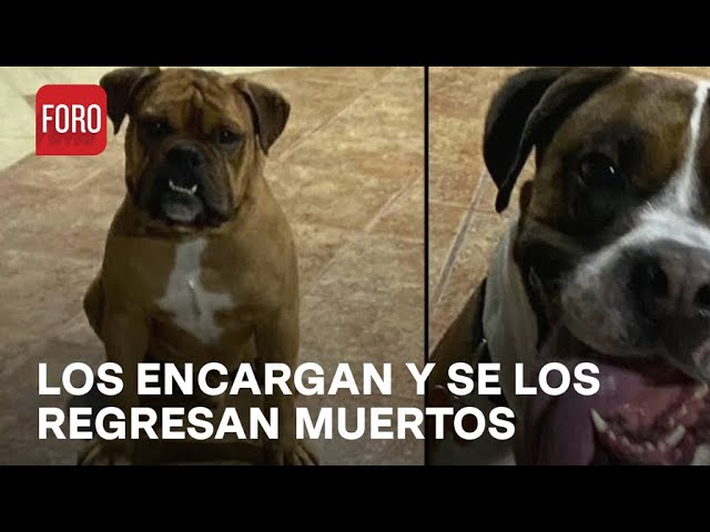 ⁣Denuncian maltrato animal en guardería de perros, Xochimilco - A las Tres