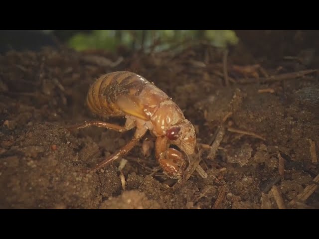 Cicada invasion: Unusual double dose expected to hit the US