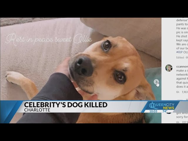 Actress's dog killed by delivery driver in Charlotte