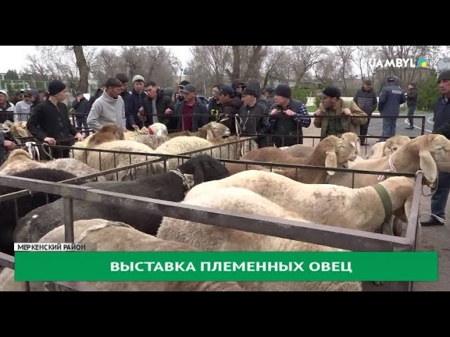 ⁣Выставка племенных овец