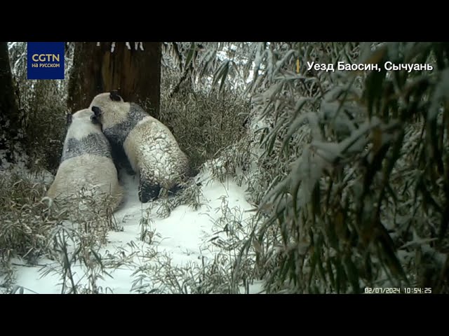 ⁣Не телячьи нежности: камера в китайском заповеднике поймала панду с детёнышем