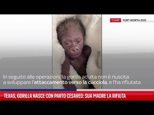 Texas, gorilla nasce con parto cesareo: sua madre la rifiuta