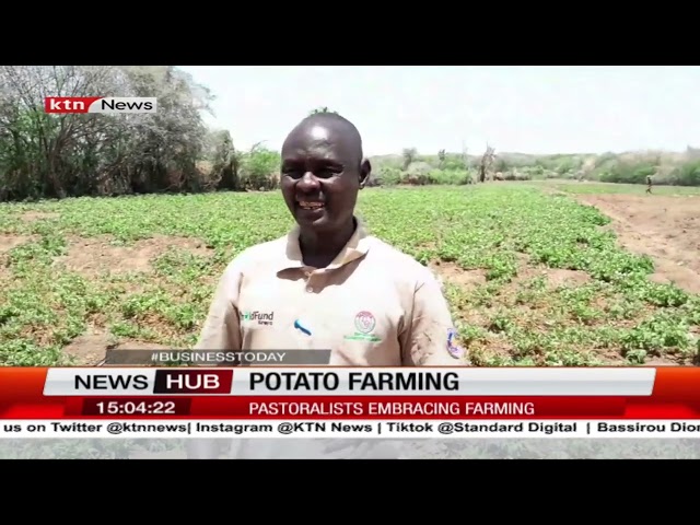 ⁣Sweet Success: How Sweet Potatoes Are Transforming Lives in Turkana
