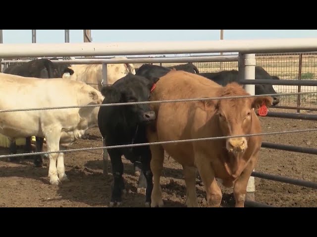 Colorado senator wants Congress to study cow burps