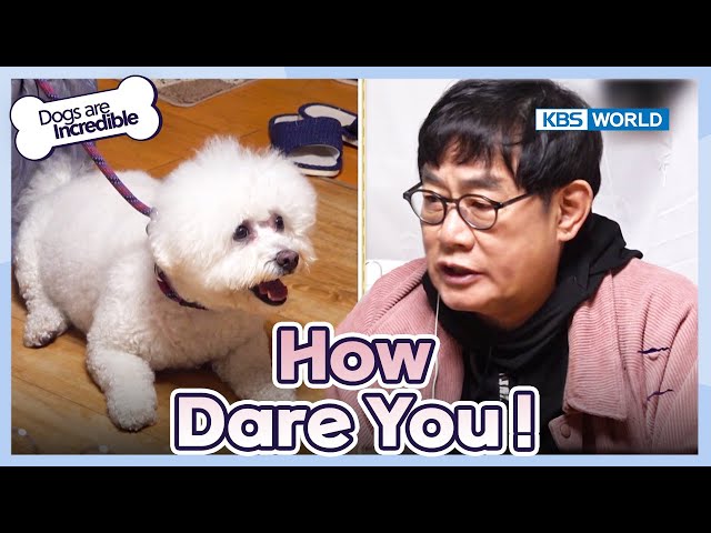 ⁣How dare you! [Dogs Are Incredible : EP.213-2] | KBS WORLD TV 240402