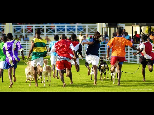 Buccoo Goat and Crab Race Festival