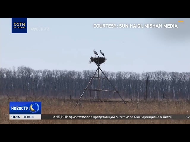 ⁣В заповеднике на границе КНР и РФ фиксируют всё больше перелётных птиц