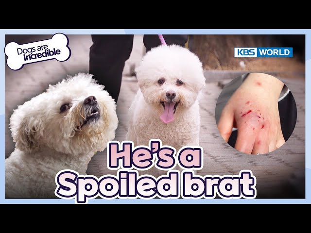 He's a spoiled brat☹️ [Dogs Are Incredible : EP.213-1] | KBS WORLD TV 240402