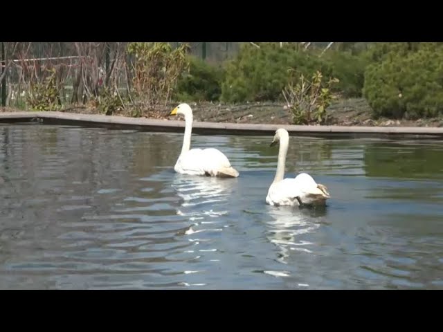 ⁣Лебеди вновь вернулись в ботанический сад Алматы