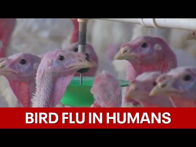 Texan contracts rare human case of bird flu