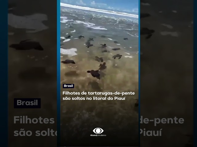 Filhotes de tartarugas-de-pente são soltos no litoral do Piauí