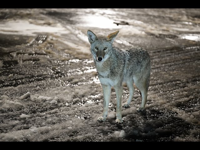 Dearborn considers options amid rise in coyote concerns