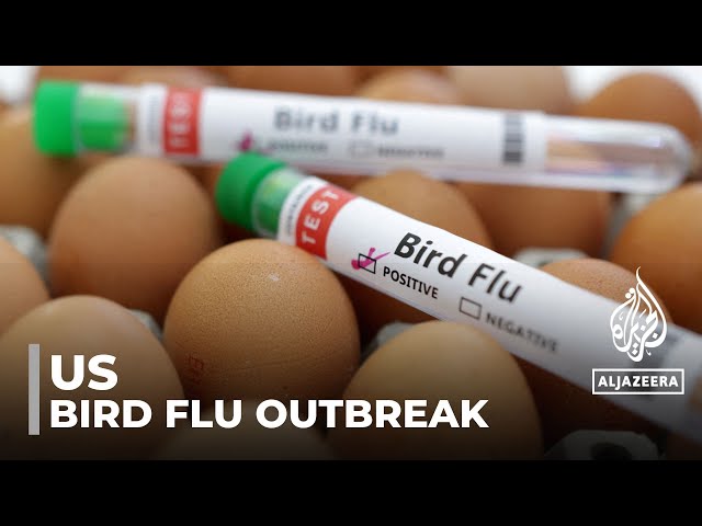 ⁣US bird flu outbreak: Texas resident contracts virus from cattle