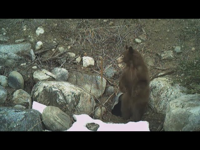 Some Colorado bears seem to be waking earlier