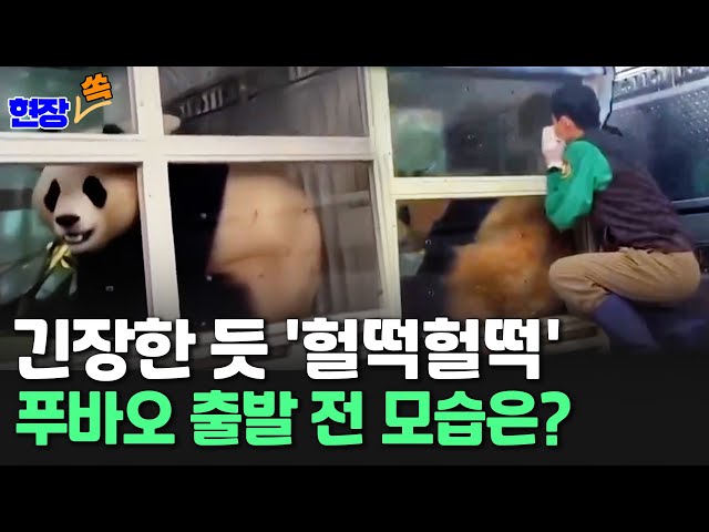 [현장쏙] 긴장한 듯 헐떡헐떡…푸바오 출발 전 모습은? / 연합뉴스TV (YonhapnewsTV)