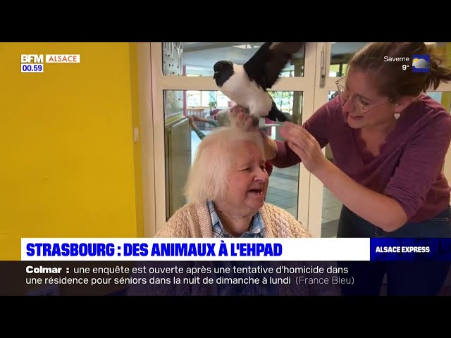 ⁣Strasbourg : des animaux dans les EHPAD