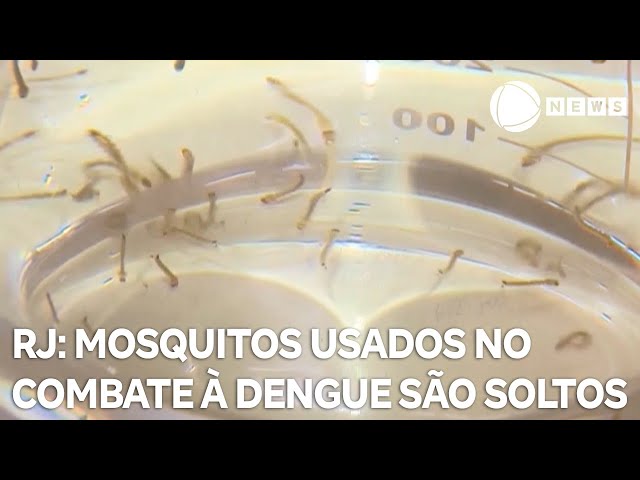 Wolbitos: mosquitos usados no combate à dengue são soltos no Rio de Janeiro