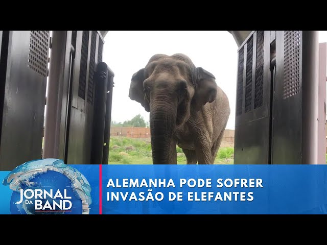 Alemanha pode sofrer invasão de elefantes após “ameaça” de Botswana | Jornal da Band