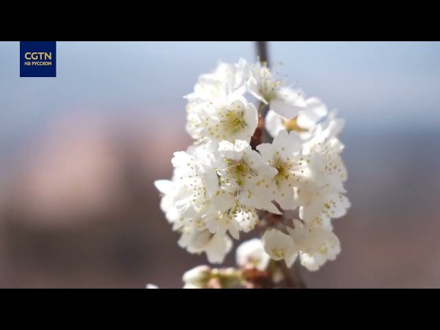 ⁣Туры к цветущим растениям способствуют развитию сельской экономики Китая