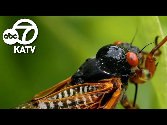 Bugging out: Rare cicada emergence expected in the South