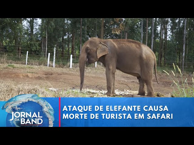 ⁣Ataque de elefante causa morte de turista em safári na África | Jornal da Band