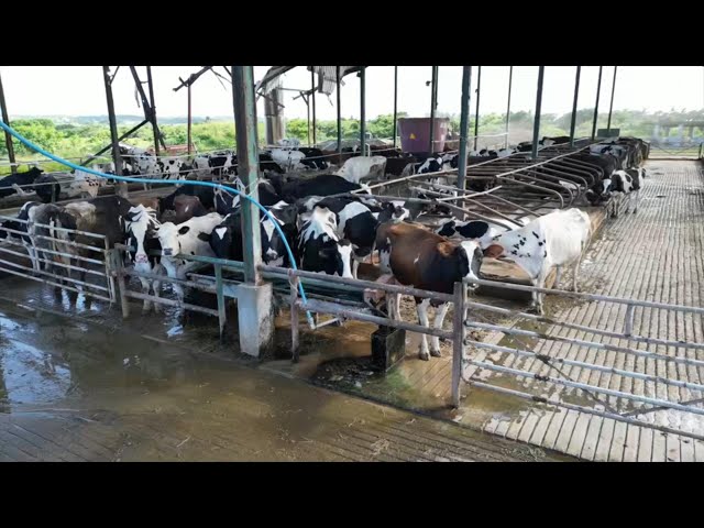 Plans to boost milk production