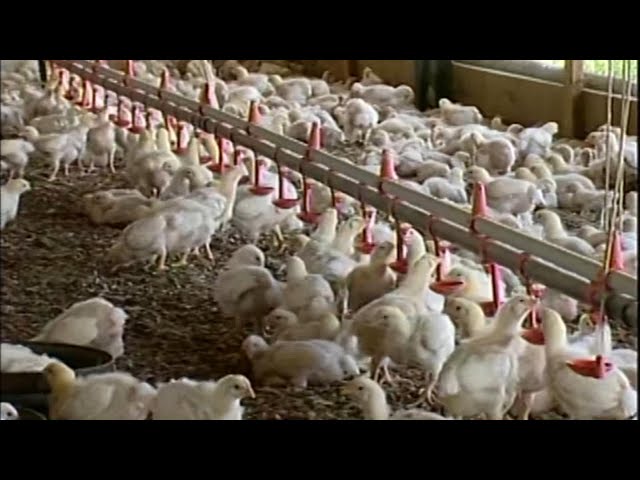 $2 million to help poultry farmers beat the heat