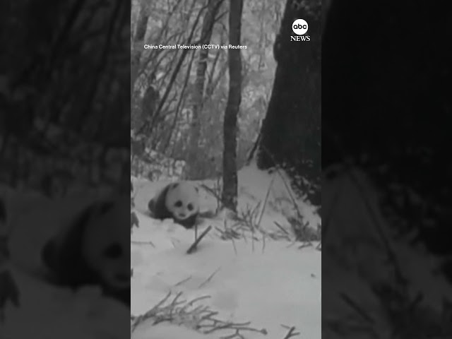 Infrared cameras capture rare footage of giant panda cub