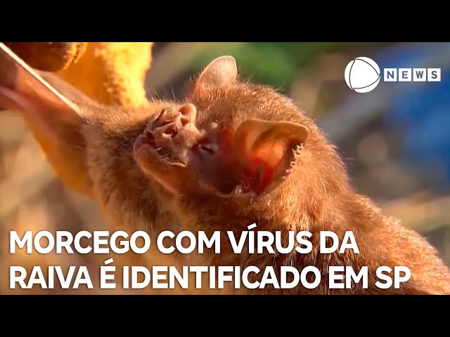 ⁣Morcego com vírus da raiva é identificado em São Paulo