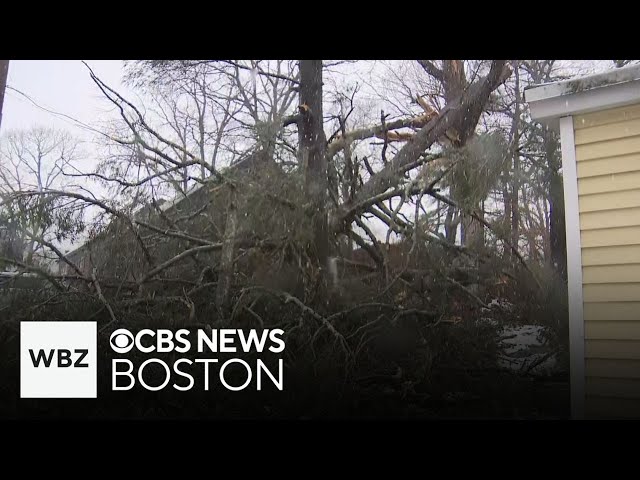 Tree falls on car in North Reading driveway during storm