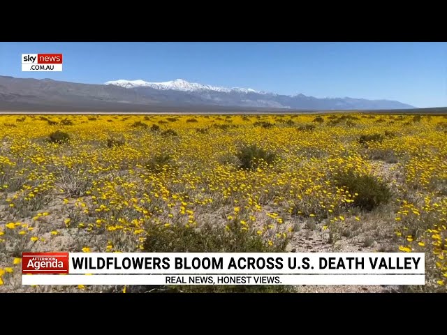 ‘The desert is really coming alive’: Wildflowers bloom across US Death Valley