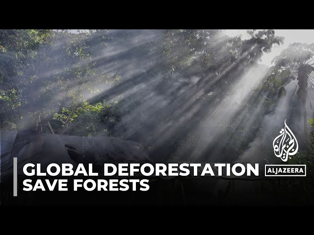 Global deforestation: Goal of halting forest loss by 2030 at risk