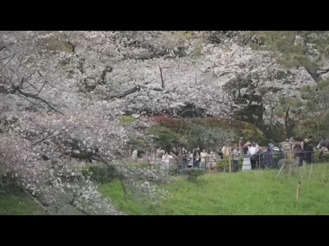 Le spectacle des cerisiers fleuris a débuté au Japon