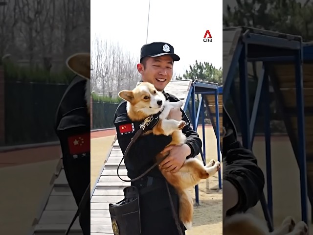 China’s first corgi police dog makes debut