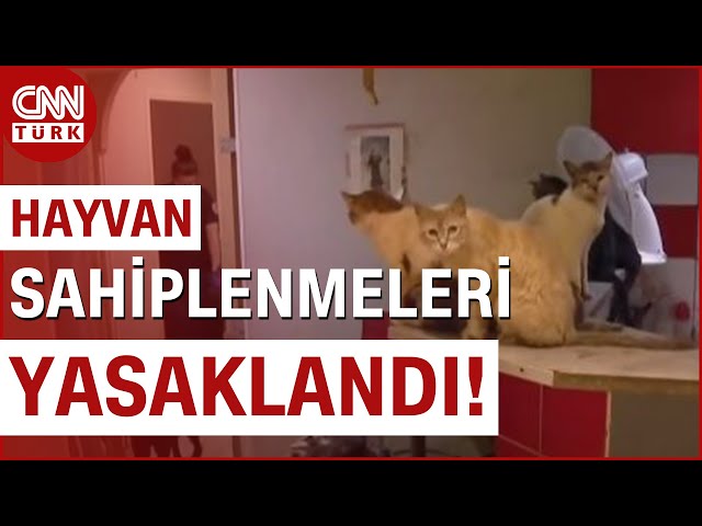 159 Kedi 7 Köpeği Aç Bırakan Çifte Hapis Cezası! | CNN TÜRK