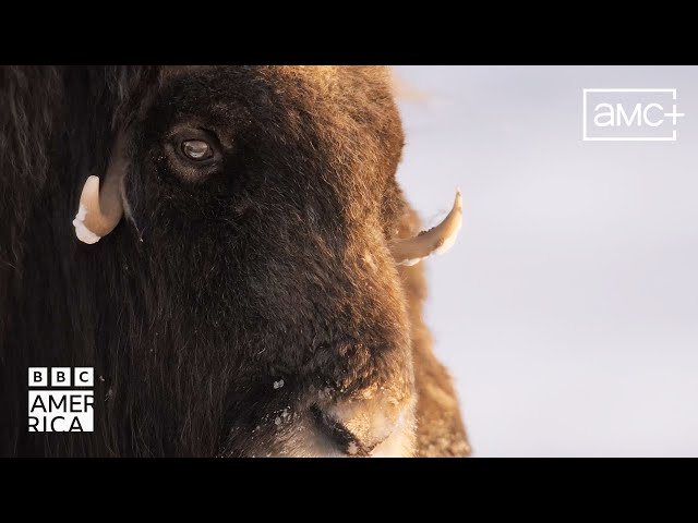 The Last Hope of the Muskoxen | Our Planet Earth | BBC America