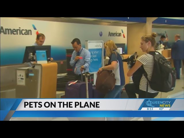 Flying with your pet on a plane