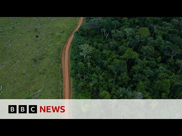 Amazon rainforest: Fewer trees lost to deforestation in 2023 | BBC News