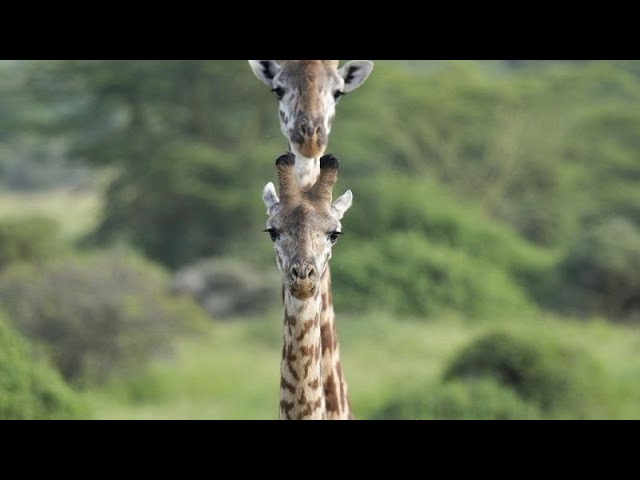 Zoo de Chester : Un girafon rare fait sa toute première sortie