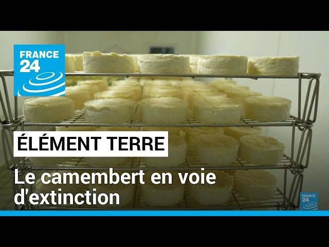 ⁣France : le camembert en voie d'extinction • FRANCE 24