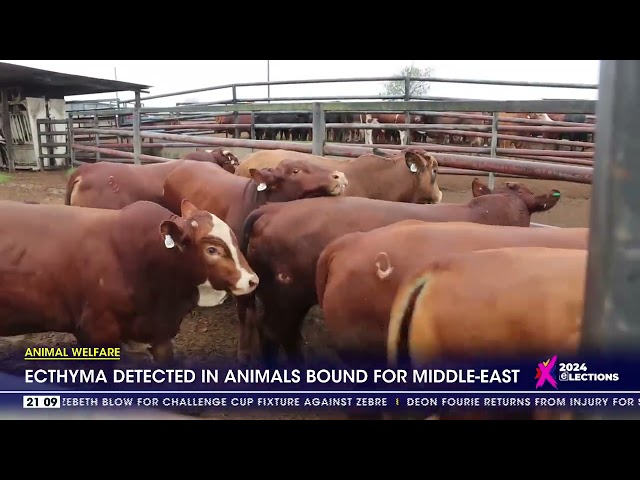 Animal Welfare | Ecthyma detected in animals bound for Middle-East