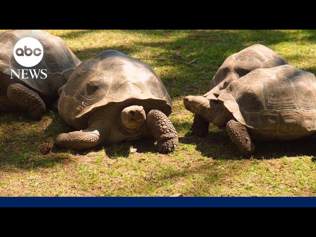 Animals and the eclipse