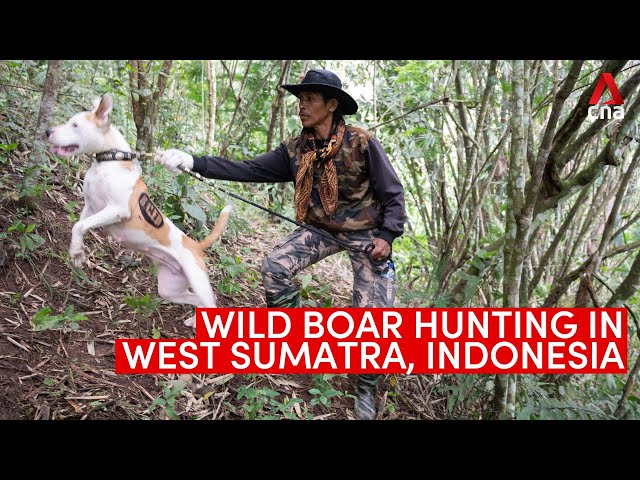 ⁣Wild boar hunting in Sumatra - a controversial tradition