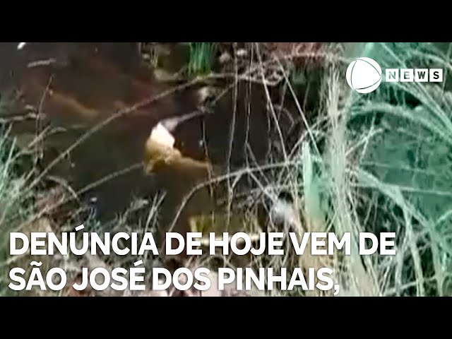 Record News contra a dengue: denúncia de São José dos Pinhais, em Curitiba